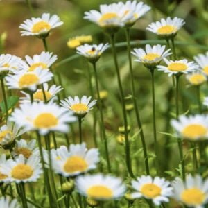 Apigenin from Chamomile Flower