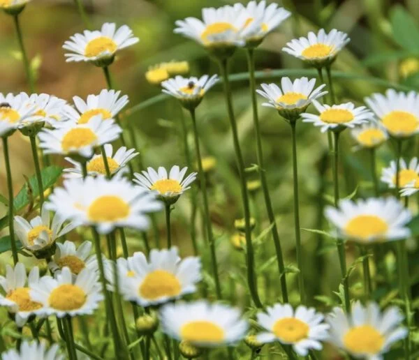 Apigenin from Chamomile Flower