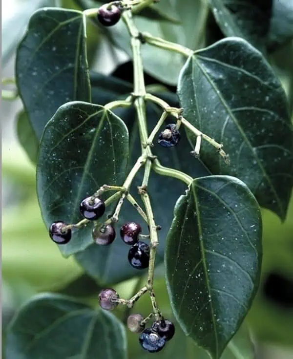 Cissus Repens Leafs Green