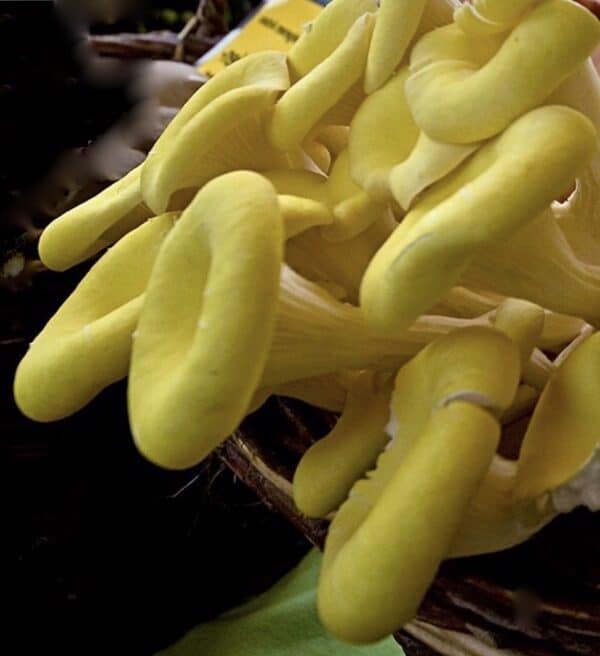 Pleurotus citrinopileatus mushroom
