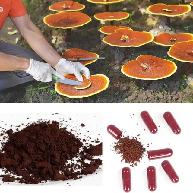 Organic Reishi Mushroom Supplement: 500 mg * 100 Caps