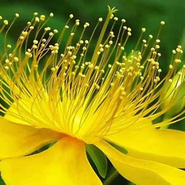 Organic St. John’s Wort Extract: 100g-1kg – Mood, Stress