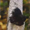 Wild Harvested Organic Chaga Mushroom: 100g-1kg – Dried Powder