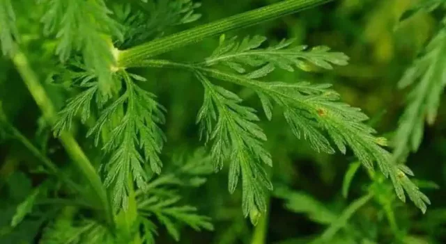 Organic Artemisia Annua Supplement: 500 mg * 100 Capsules – Infections