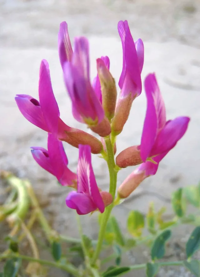 Organic Astragalus Supplement: 500 mg * 100 Capsules – Aging