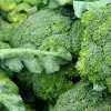 Organic Broccoli Sprout Extract Powder: 100g-1kg – Sulforaphane