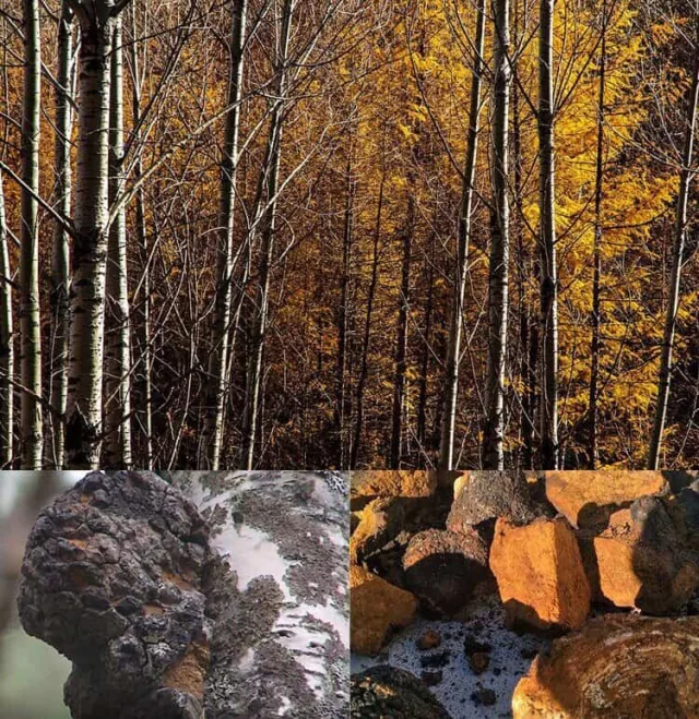Wild Harvested Organic Chaga Mushroom: 100g-1kg – Dried Powder