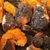 Wild Harvested Organic Chaga Mushroom: 100g-1kg – Dried Powder