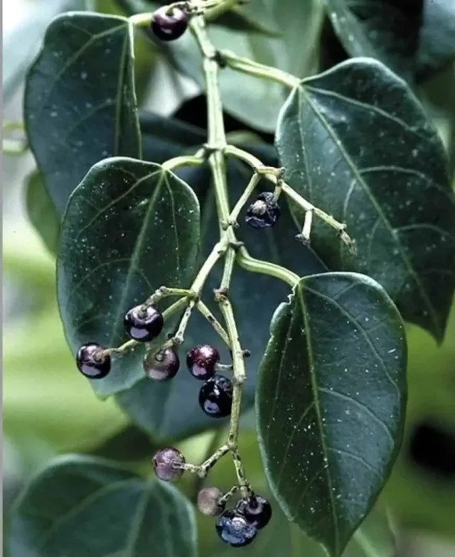 Organic Cissus Repens Extract: 100g-1kg – Blood Sugar