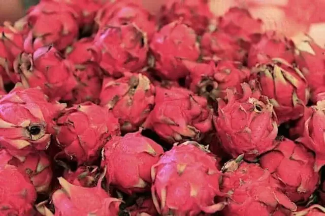 Organic Red Pitaya Juice Powder: 100g-1kg – Pink Dragon Fruit