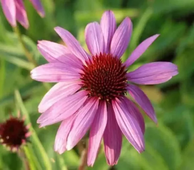 Organic Echinacea Capsules: 500 mg * 100 Caps – Flu, Immunity