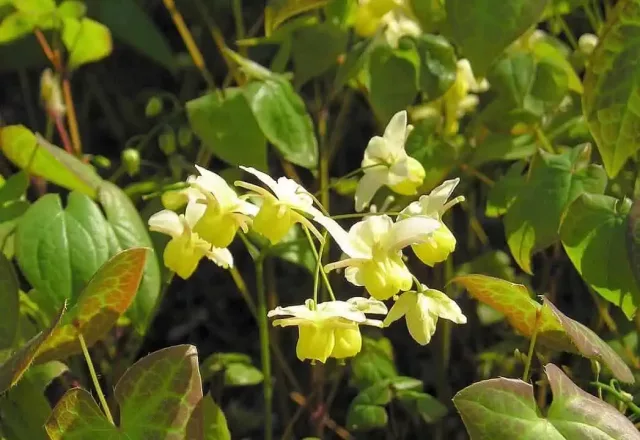 Organic Horny Goat Weed: 500 mg * 100 Capsules – Epimedium