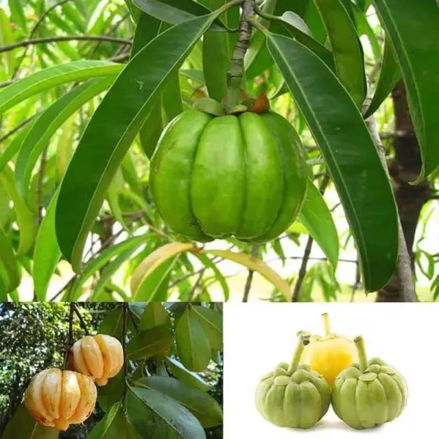 Organic Garcinia Cambogia Extract: 100g-1kg – HCA