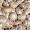 Premium Allicin 20% Supplement: 100g-1kg – Garlic, Heart, Immune