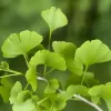 Organic Ginkgo Biloba Capsules: 500 mg * 100 Caps – Cognition