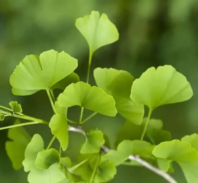 Organic Ginkgo Biloba Capsules: 500 mg * 100 Caps – Cognition