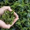 Organic Green Tea Extract: 100g-1kg – Polyphenols, Antioxidants