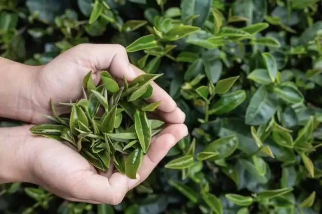 Organic Green Tea Extract: 100g-1kg – Polyphenols, Antioxidants