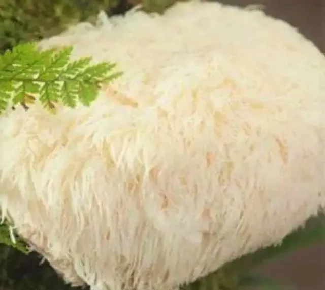Organic Lion’s Mane Mushroom Extract Powder: 100g-1kg – BDNF
