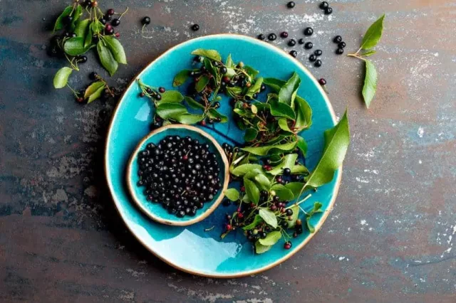 Maqui Berry Extract Powder: 100g-500g – Procyanidins *Sale*
