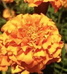 Lutein Carotenoid 20% Powder: 100g-1kg - Marigold Extract, Eyes