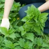 Organic Nettle Extract Powder: 100g-1kg – Health
