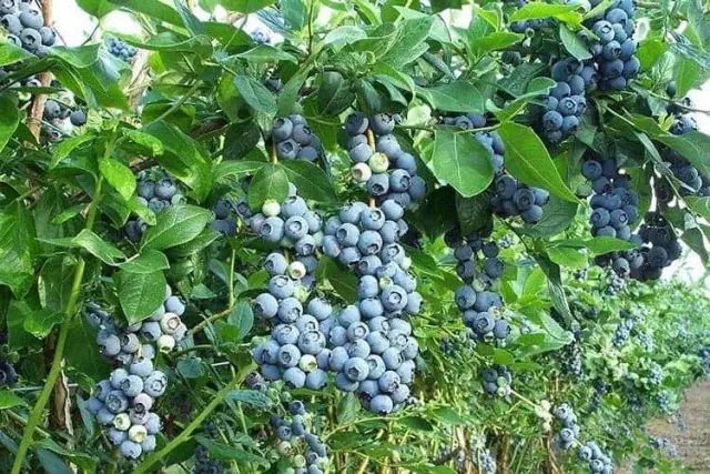 Organic Blueberry Juice Powder: 100g-1kg – Anthocyanins