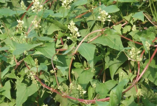 Organic Fo-Ti Root Extract: 100g-1kg – He Shou Wu, Grey Hair