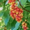 Organic Schisandra Berry Supplement: 500 mg * 100 Capsules