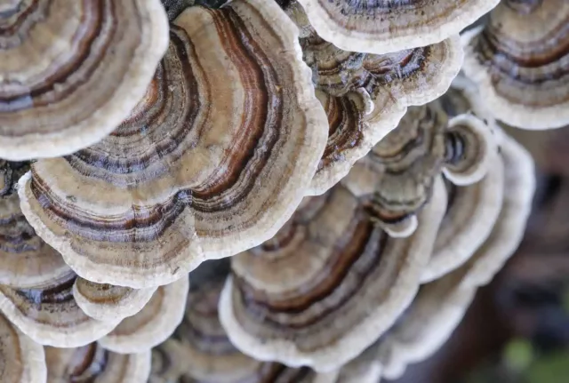Organic Turkey Tail Mushroom Extract: 100g-1kg – Immune System