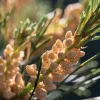 Organic Pine Pollen Supplement: 250 mg Tablets – Nutritious