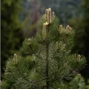 Organic Pine Bark Extract: 100g-1kg – 40% OPC Polyphenol