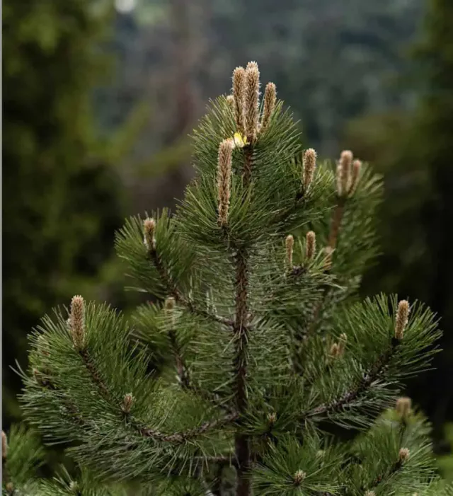 Organic Pine Bark Extract: 100g-1kg – 40% OPC Polyphenol