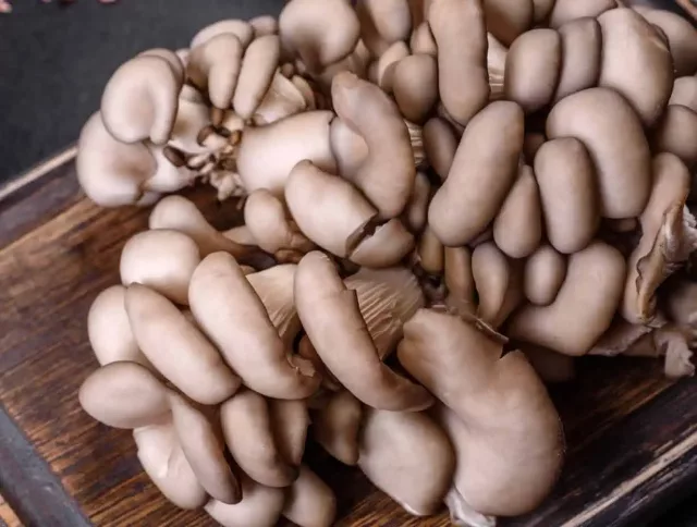 Organic Oyster Mushroom Extract Powder: 100g-1kg – Beta Glucans