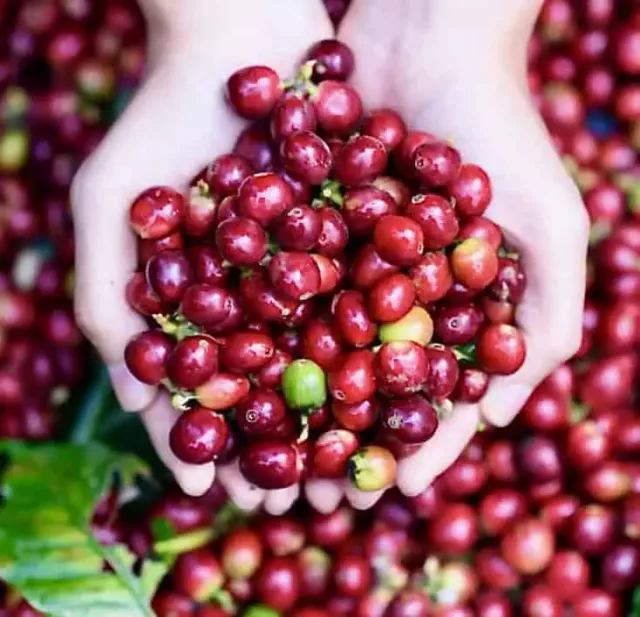 Red Coffee Berry Shell Extract: 100g-1kg – Coffee Fruit, BDNF