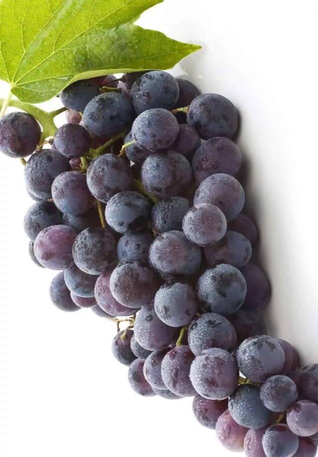 Organic Resveratrol Extract Powder 99%: Longevity, Heart