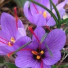 (Sold Out) Saffron Powder: 1g-20g – Health, Threads (Sold Out)