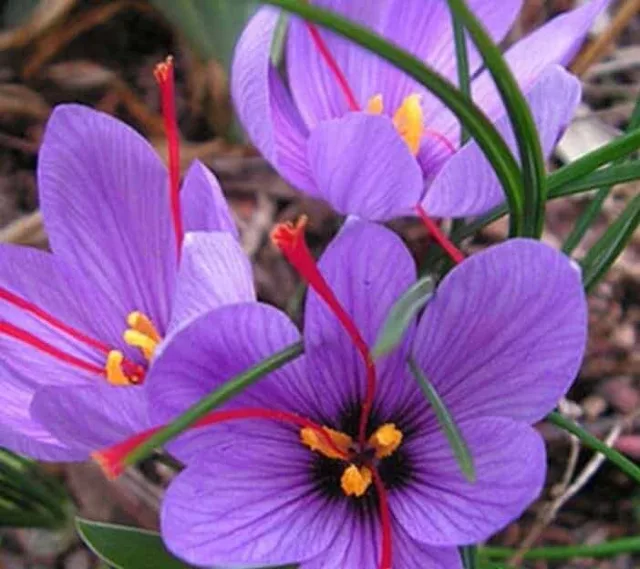 (Sold Out) Saffron Powder: 1g-20g – Health, Threads (Sold Out)