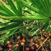 Organic Saw Palmetto Berry Extract Powder: 100g-1kg – Prostate, Libido