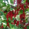 Organic Schisandra Berry Extract Powder: 100g-1kg – Superberry