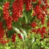 Organic Schisandra Berry Supplement: 500 mg * 100 Capsules