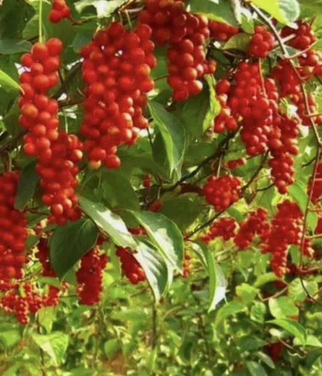 Organic Schisandra Berry Supplement: 500 mg * 100 Capsules