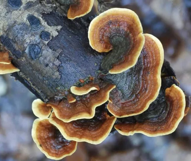 Organic Turkey Tail Mushroom Extract: 100g-1kg – Immune System
