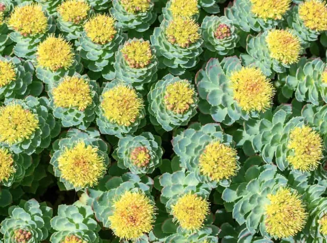 Organic Rhodiola Rosea Root Extract: 100g-1kg – Arctic
