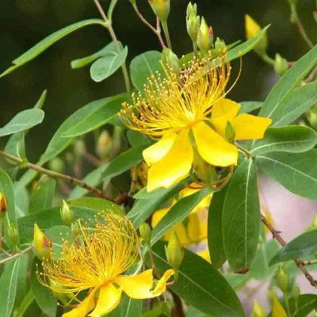 Organic St. John’s Wort Extract: 100g-1kg – Mood, Stress