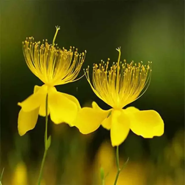 Organic St. John’s Wort Extract: 100g-1kg – Mood, Stress
