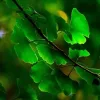 Organic Ginkgo Biloba Capsules: 500 mg * 100 Caps – Cognition