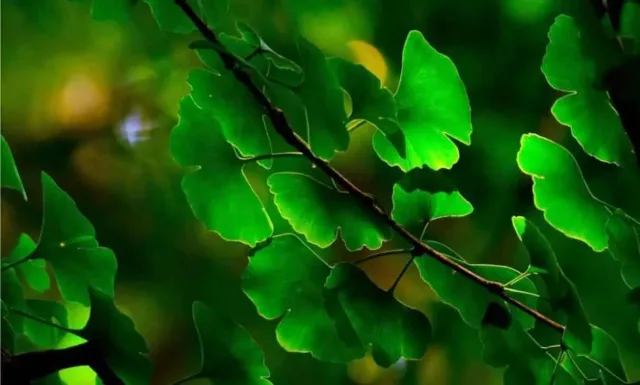 Organic Ginkgo Biloba Capsules: 500 mg * 100 Caps – Cognition