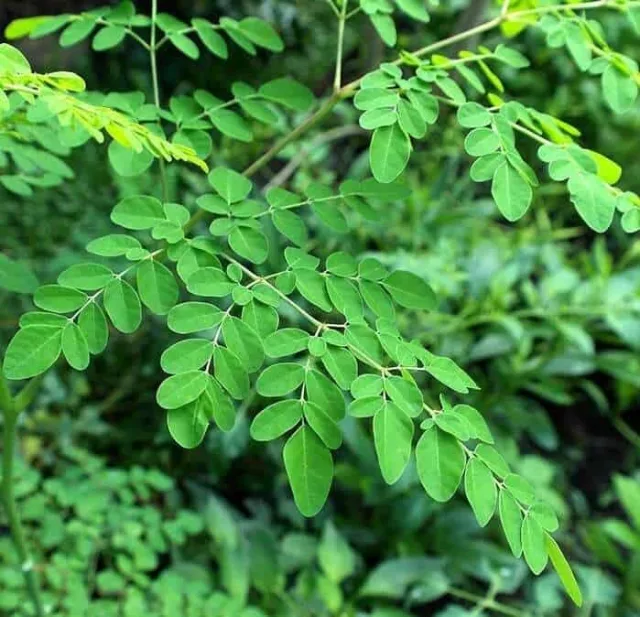 Organic Moringa Seed Extract: 100g-1kg – Nutrient Rich